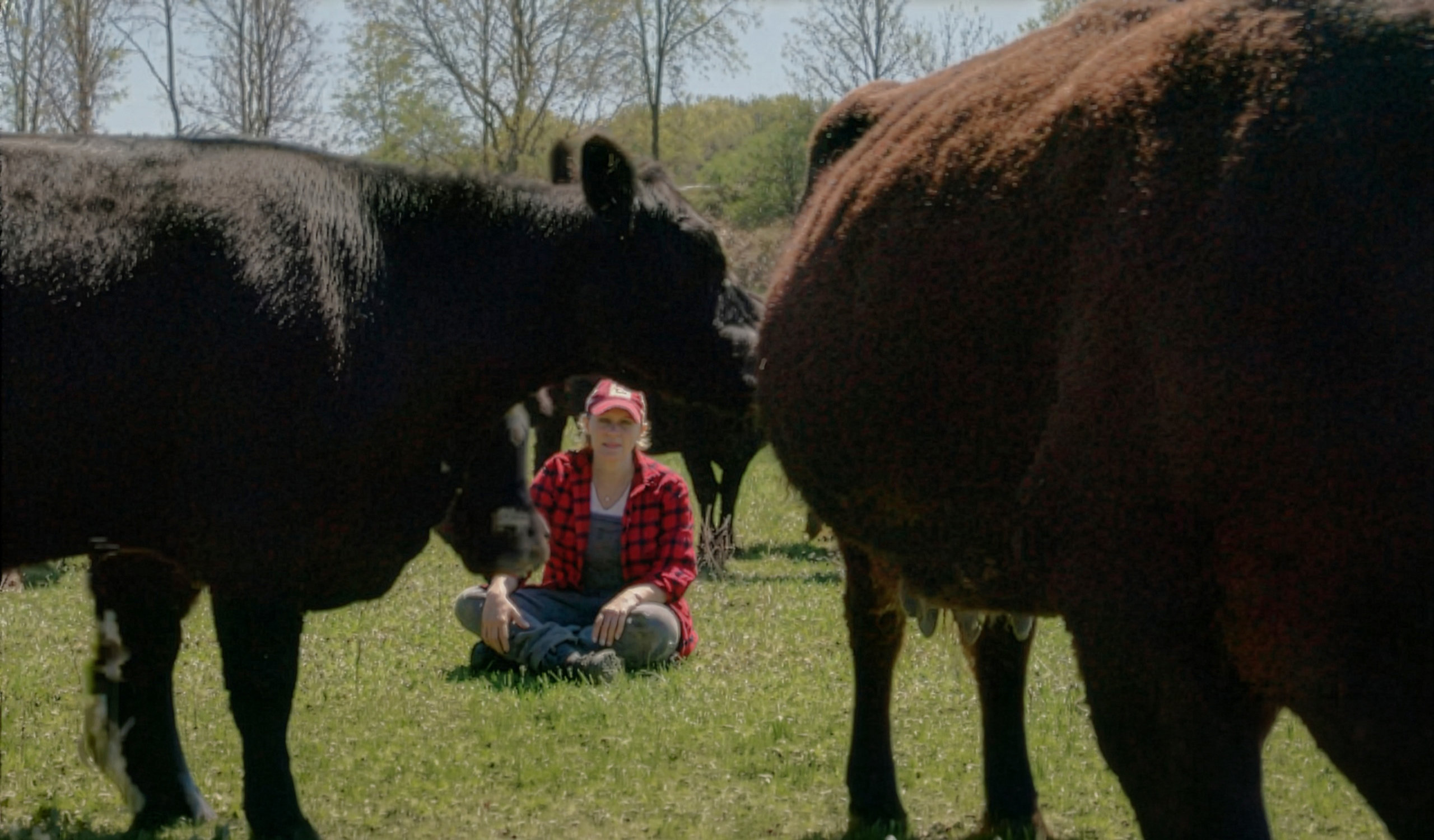 Kate McKinnon sitting between two cows in a field