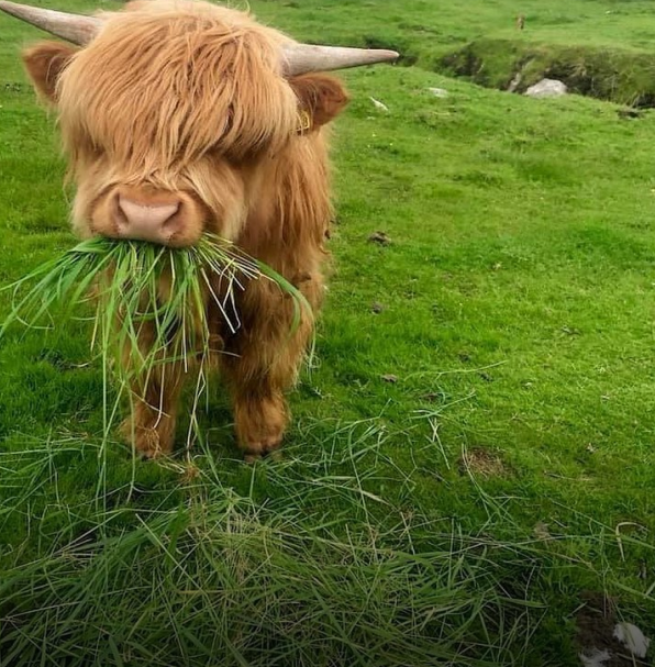 shaggy brown cow munching hay