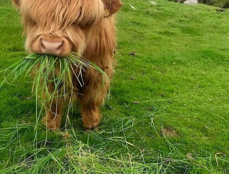 shaggy brown cow munching hay